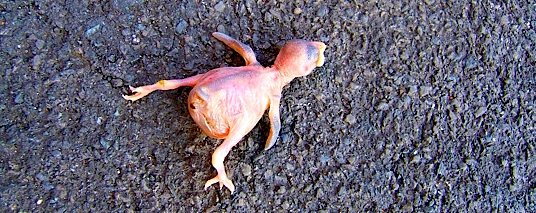youngdeadbird